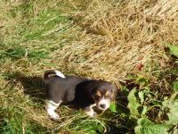 Beagle Puppies for sale in Nottingham Township, PA, USA. price: NA