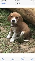 Beagle Puppies for sale in Shreveport, LA 71118, USA. price: NA