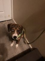 Beagle Puppies for sale in 10070 Toelle Ln, St. Louis, MO 63137, USA. price: NA