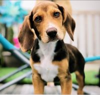 Beagle Puppies for sale in Willoughby, OH 44094, USA. price: NA