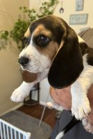 Beagle Puppies for sale in Lancaster, CA, USA. price: NA