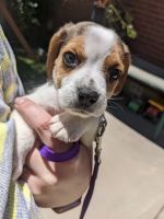 Beagle Puppies for sale in Orem, UT, USA. price: NA