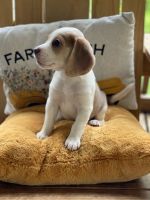 Beagle Puppies for sale in Middletown, NY 10940, USA. price: NA