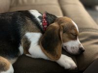 Beagle Puppies for sale in University Lake Dr, Tampa, FL 33612, USA. price: NA