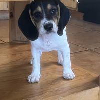 Beagle Puppies for sale in San Tan Valley, AZ, USA. price: NA