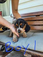 Beagle Puppies for sale in Hendersonville, TN, USA. price: NA