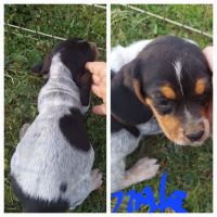 Beagle Puppies for sale in Stover, MO 65078, USA. price: NA