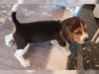 Beagle Puppies for sale in Houston, TX, USA. price: NA