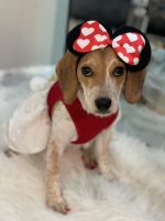 Beagle Puppies for sale in Woodbridge Township, NJ, USA. price: NA