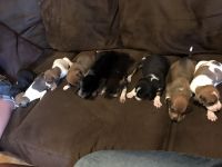 Beagle Puppies for sale in Covington, OH 45318, USA. price: NA