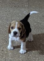 Beagle Puppies for sale in Sector 23, Dwarka, New Delhi, Delhi, India. price: 15000 INR