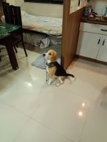 Beagle Puppies for sale in New Sanghavi, Pimpri-Chinchwad, Maharashtra 411027, India. price: 20000 INR