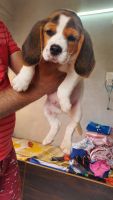 Beagle Puppies for sale in Kalyani Nagar, Pune, Maharashtra, India. price: 16000 INR