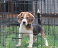 Beagle Puppies for sale in Bengaluru, Karnataka, India. price: 24000 INR