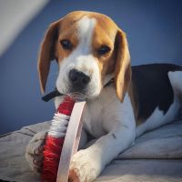 Beagle Puppies for sale in Jaipur, Rajasthan, India. price: 15000 INR