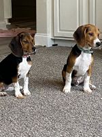Beagle Puppies for sale in Braselton, GA, USA. price: NA
