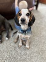 Beagle Puppies for sale in New Philadelphia, OH 44663, USA. price: NA