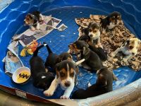 Beagle Puppies for sale in Iowa City, IA, USA. price: NA