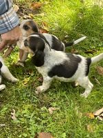Beagle Puppies for sale in Bainbridge, NY 13733, USA. price: NA