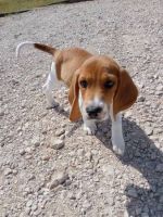 Beagle Puppies for sale in Cedar Creek, TX 78612, USA. price: NA