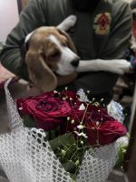 Beagle Puppies for sale in Jaipur, Rajasthan, India. price: 17000 INR