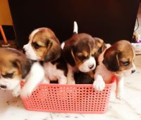 Beagle Puppies for sale in Adyar, Chennai, Tamil Nadu, India. price: NA
