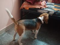Beagle Puppies for sale in Bengaluru, Karnataka, India. price: 6500 INR