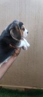 Beagle Puppies for sale in Bengaluru, Karnataka, India. price: 12000 INR