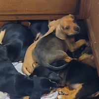 Beagle Puppies for sale in Columbus, IN, USA. price: NA