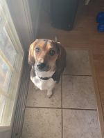 Beagle Puppies for sale in Eustis, FL, USA. price: NA