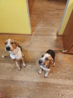 Beagle Puppies for sale in Ste. Genevieve, MO 63670, USA. price: NA
