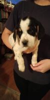 Beagle Puppies for sale in Bermuda Run, NC 27006, USA. price: NA