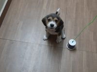 Beagle Puppies for sale in Chennai, Tamil Nadu, India. price: 20000 INR