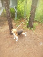 Beagle Puppies for sale in Eastover, NC, USA. price: $800
