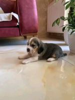 Beagle Puppies for sale in Delhi, India. price: NA