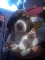 Beagle Puppies for sale in 1401 W 132nd St, Compton, CA 90222, USA. price: $1,000