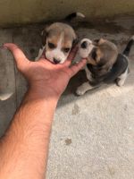 Beagle Puppies for sale in Lal Darwaza, Hyderabad, Telangana, India. price: 18,000 INR