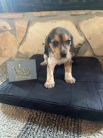Beagle Puppies for sale in Thomasville, GA, USA. price: $350