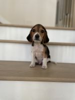 Beagle Puppies for sale in Yorba Linda, CA, USA. price: $850