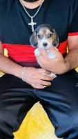 Beagle Puppies for sale in Phoenix, AZ, USA. price: $380