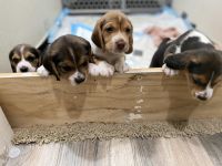 Beagle Puppies for sale in Los Angeles, CA, USA. price: $800