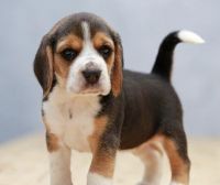 Beagle Puppies for sale in Delhi, India. price: 13,000 INR