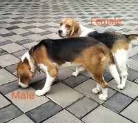 Beagle Puppies for sale in Kollam, Kerala, India. price: NA