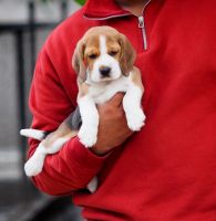 Beagle Puppies for sale in Mumbai, Maharashtra, India. price: 35,000 INR