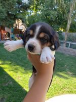 Beagle Puppies for sale in Turlock, CA, USA. price: $1,000
