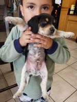 Beagle Puppies for sale in Turlock, CA, USA. price: $1,000