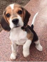 Beagle Puppies for sale in Delhi, India. price: 9,500 INR