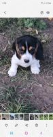 Beagle Puppies for sale in Kamloops, BC, Canada. price: $1,000