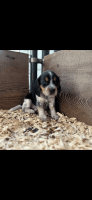 Beagle Puppies for sale in Spencer, IN 47460, USA. price: $200