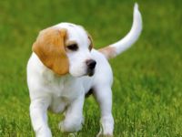 Beagle Puppies for sale in Delhi, India. price: 14,000 INR